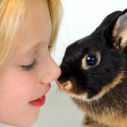 Deciding on Your New Family Pet